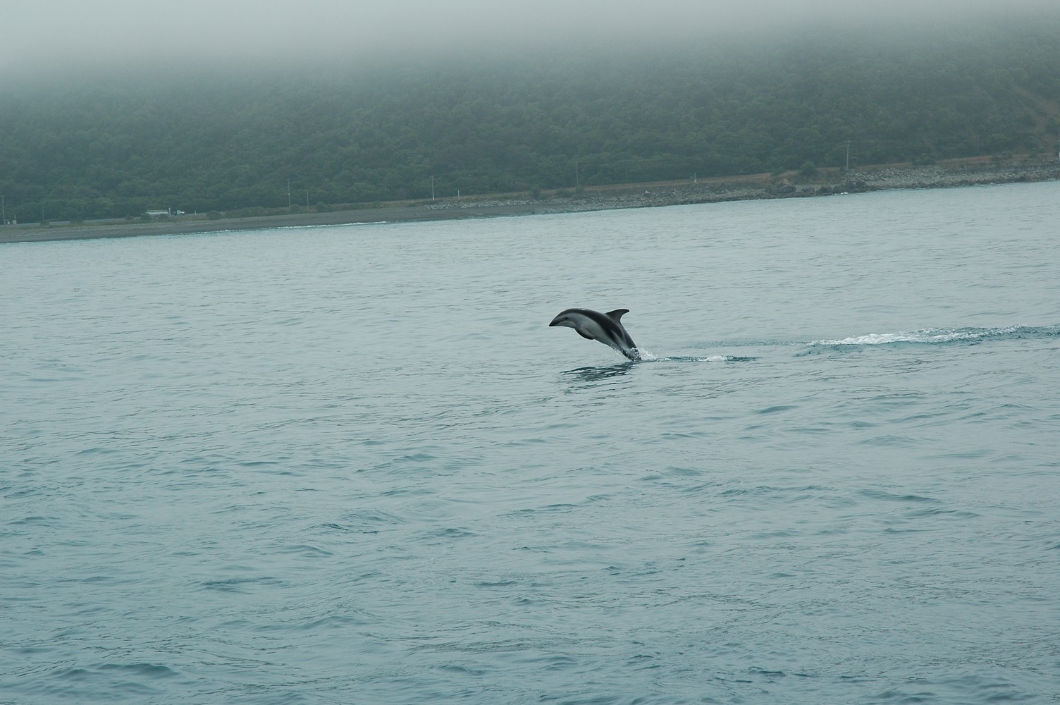 208   30 01   Kaikoura